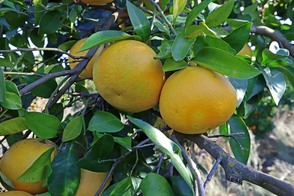 Nel Giardino Pompelmo Citrus Paradisi Alberi Frutti — Foto Stock