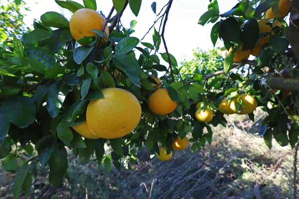 Jardín Pomelo Citrus Paradisi Árboles Frutas — Foto de Stock