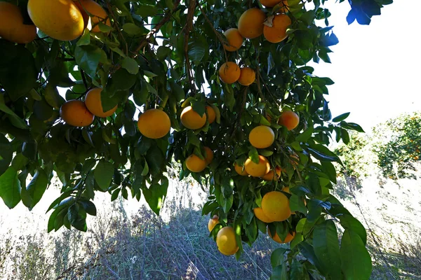 Jardín Pomelo Citrus Paradisi Árboles Frutas — Foto de Stock