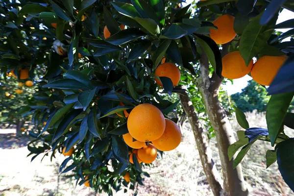 Naranjos Naturales Jardín — Foto de Stock