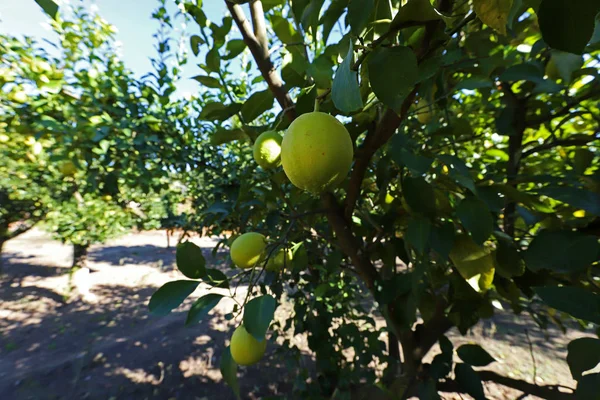 Limón Cítricos Limón Árboles Bayas Jardín — Foto de Stock