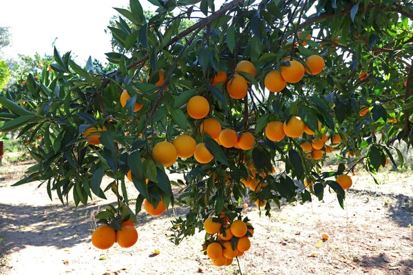 Természetes Narancsfák Kertben — Stock Fotó