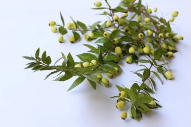 Myrtle ve Murt ağaç dalı (Myrtus) ve beyaz arkaplanda meyveler.