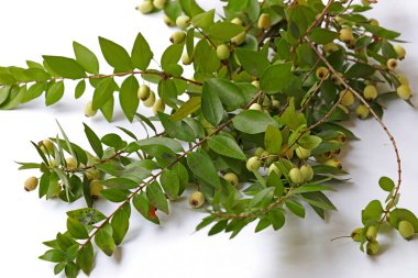 Myrtle ve Murt ağaç dalı (Myrtus) ve beyaz arkaplanda meyveler.