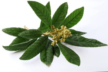 Yeni Dünya 'nın Çiçekleri - Malta eriği (Eriobotrya japonica).