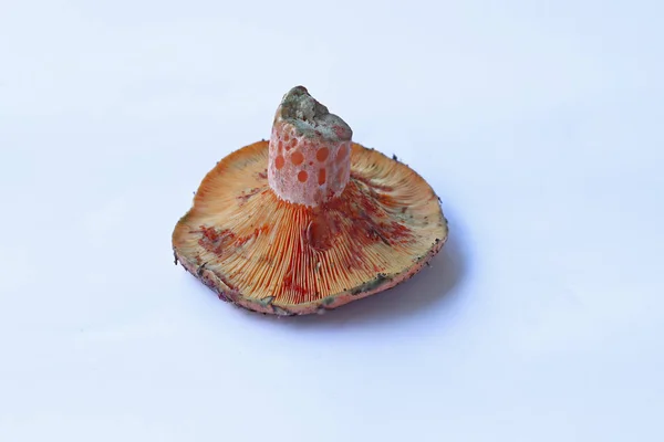 Cogumelo Sangrento Lactarius Salmonicolor Sobre Fundo Branco — Fotografia de Stock