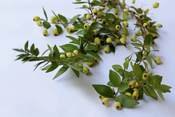 Myrtle Murt Tree Branch Myrtus Berries White Background — Stock Photo, Image