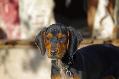 Şirin küçük av köpeği.
