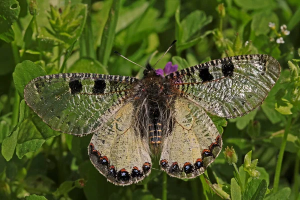 Lying Apollo Butterfly Archon Apollinus — Stock Photo, Image