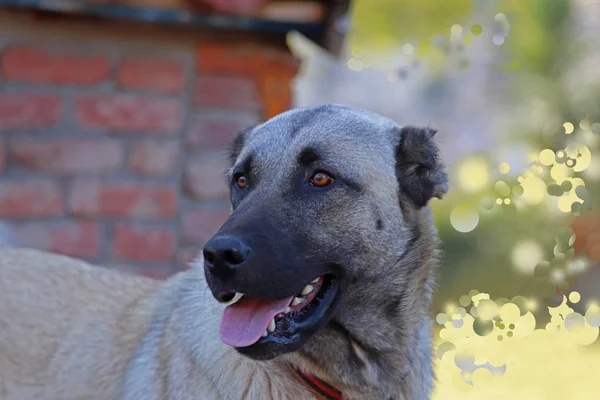 Türkiye / sivas / wild dog.