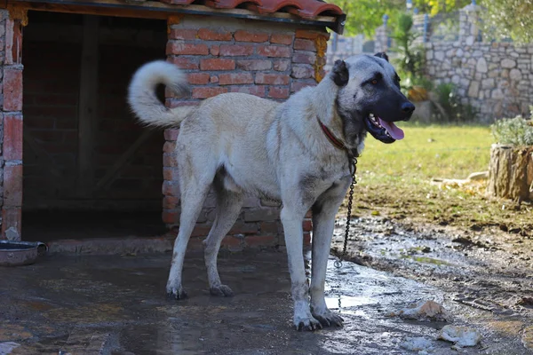 Türkei Sivas Wilder Hund — Stockfoto