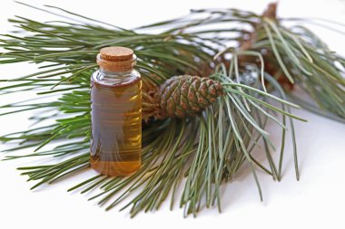 Çam dalı, koni ve şişedeki doğal çam yağı..