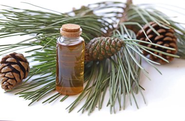 Çam dalı, koni ve şişedeki doğal çam yağı..