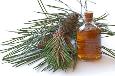 Çam dalı, koni ve şişedeki doğal çam yağı..