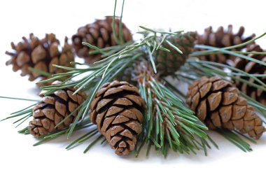 Beyaz arkaplanda çam dalı ve koniler.