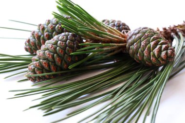 Beyaz arkaplanda çam dalı ve koniler.