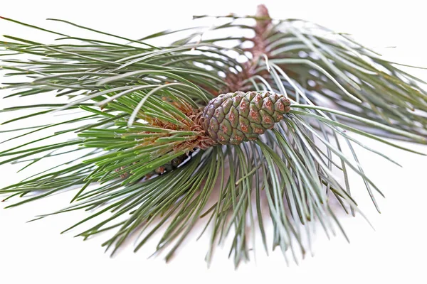 Pine Branch Cones White Background — Stock Photo, Image