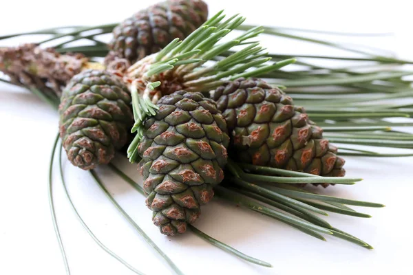 Pine Branch Cones White Background — 스톡 사진