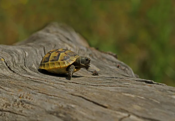 Leuk Klein Schildpaddenwelpje Boomstronk — Stockfoto