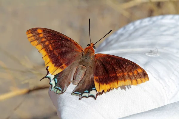 Dubbelstaart Pasja Vlinder Charaxes Jasius — Stockfoto