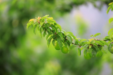 Türkiye / İzmir dağdaki erik ağaçları.