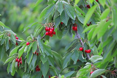 Dağda Türkiye / İzmir kiraz ağaçları.