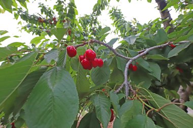 Dağda Türkiye / İzmir kiraz ağaçları.