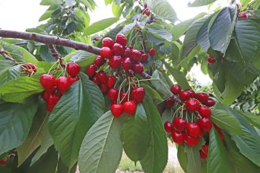 Dağda Türkiye / İzmir kiraz ağaçları.