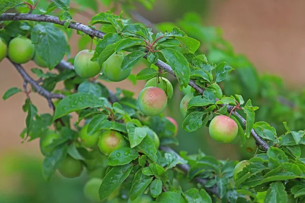 Turkey Izmir Sipil Plum Trees Mountain — 스톡 사진