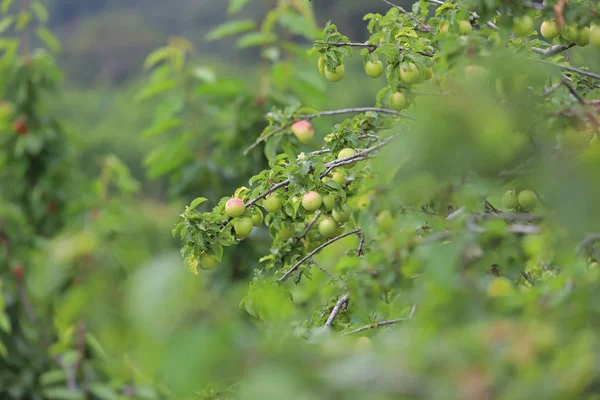 Turkey Izmir Sipil Plum Trees Mountain — Stock Photo, Image