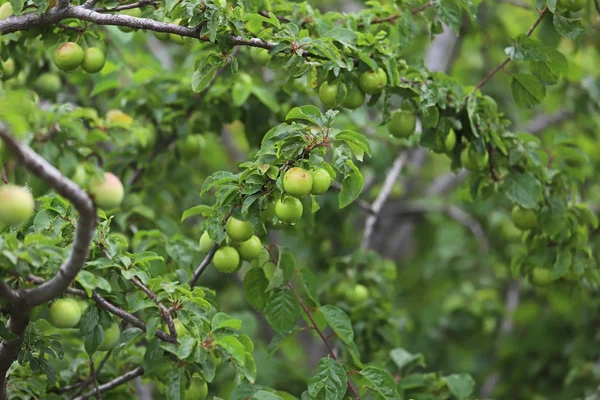 Turkey Izmir Sipil Plum Trees Mountain — Stock Photo, Image