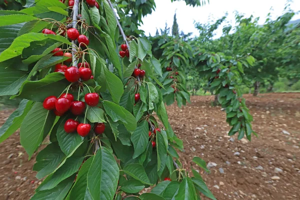 Dağda Türkiye / İzmir kiraz ağaçları.