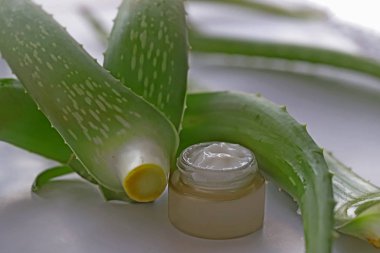 aloe vera kremi (barbadensis miller )