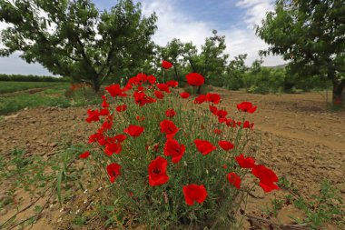 Bahar mevsiminin güzel çiçekleri, gelincik çiçekleri