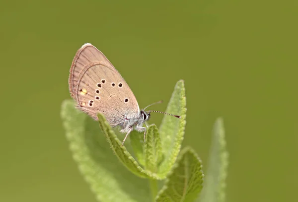 Beau Papillon Bleu Avec Nombreux Yeux Polyommatus Bellis — Photo