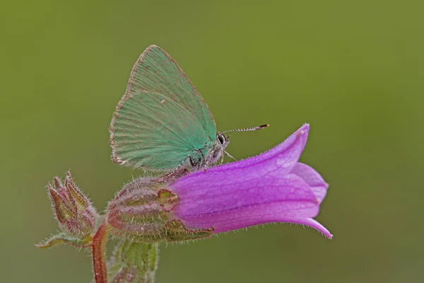 Anatolian Emerald Butterfly Callophrys Paulae — 스톡 사진