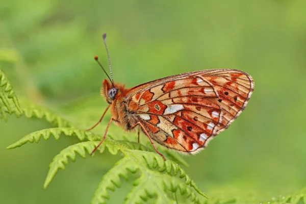 Witte Parel Vlinder Boloria Euphrosyne — Stockfoto