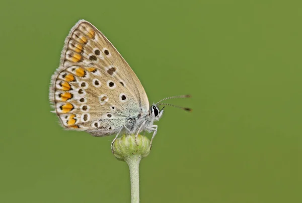 Papillon Bleu Aux Yeux Multiples Polyommatus Icarus — Photo