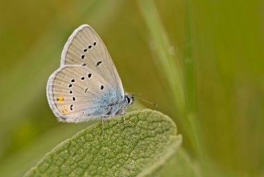 Çok gözlü güzel mavi kelebek; Polyommatus bellis