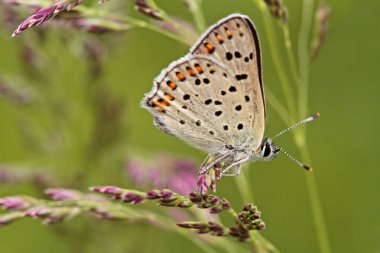 sooty bakır kelebek; Lycaena tityrus