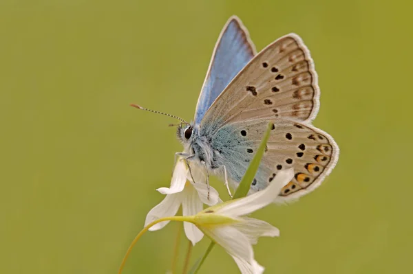 Mariposa Azul Ojos Múltiples Polyommatus Icarus — Foto de Stock