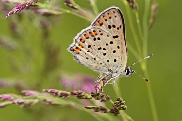 Papillon Cuivre Suie Lycaena Tityrus — Photo