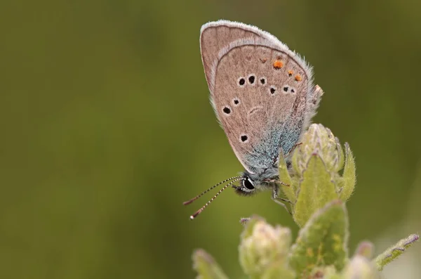 Beautiful blue butterfly with many eyes; Polyommatus bellis