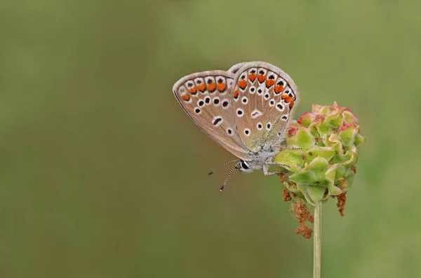 Víceoký Modrý Motýl Polyommatus Icarus — Stock fotografie