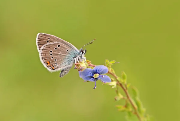 Beautiful Blue Butterfly Many Eyes Polyommatus Bellis — 스톡 사진