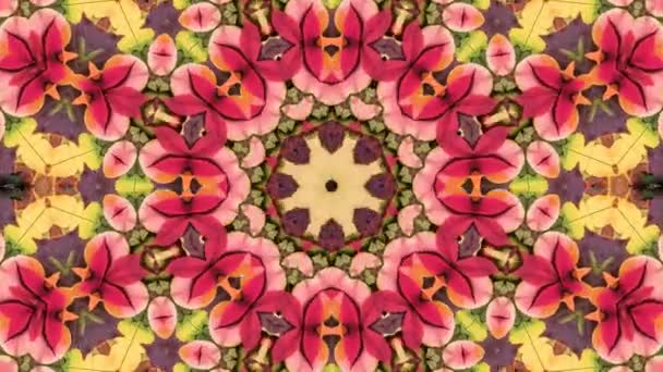 Pink Kaleidoscope Sequence Patterns Abstract Multicolored Motion Graphic Background Yoga — Stock Video