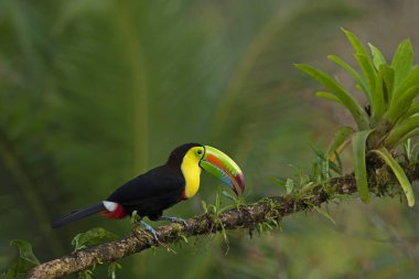 Keel -billed birds on tree branch