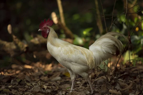 Wild Feral Rooster Wandering Forest — Stok fotoğraf