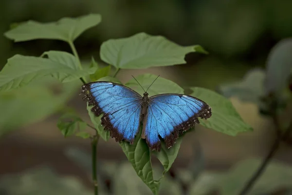 Blauer Morpho Schmetterling Morpho Peleiden — Stockfoto
