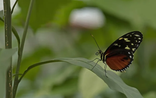 Heliconius Hecale Mariposa Tigre Longwing Mariposa Heliconius Hectare — Foto de Stock